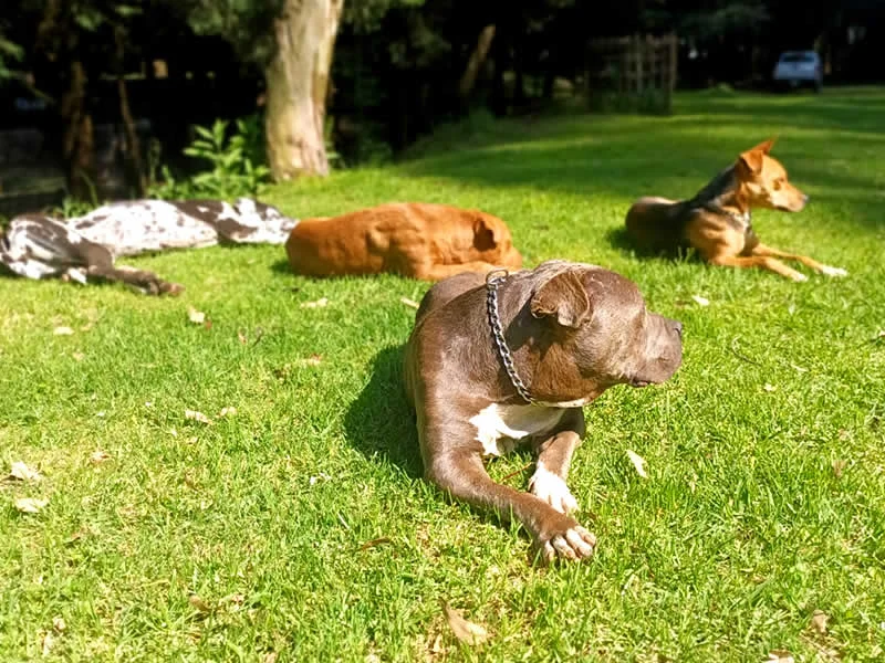 Alain Dubois entrenador canino en CDMX y Estado de Mexico