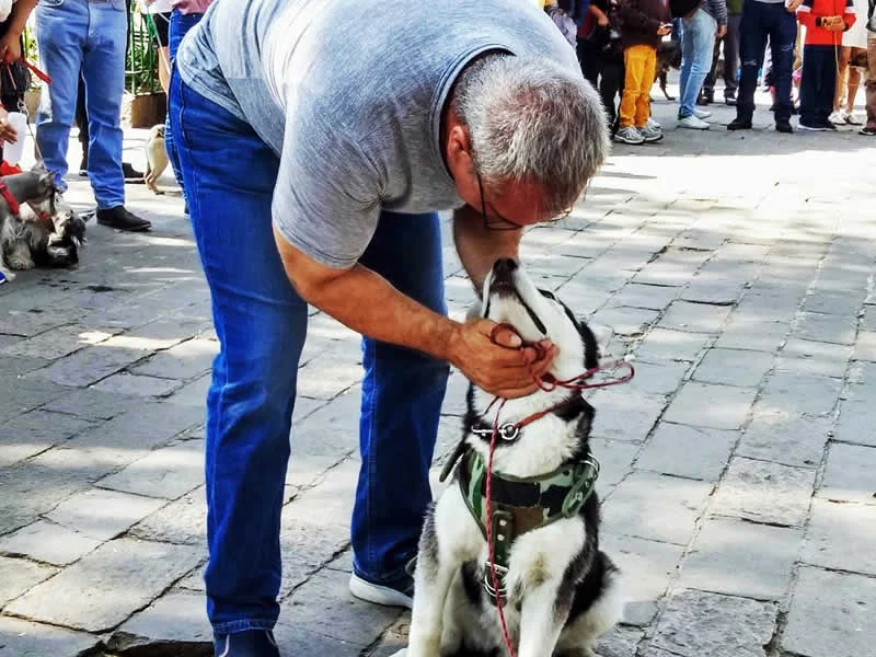Alain Dubois entrenador canino en CDMX y Estado de Mexico