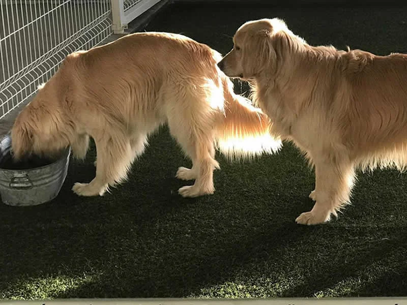 Alain Dubois entrenador canino en CDMX y Estado de Mexico