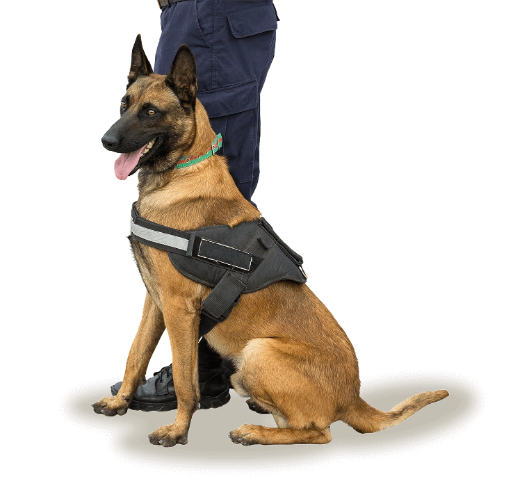 Alain Dubois entrenador canino en CDMX y Estado de Mexico